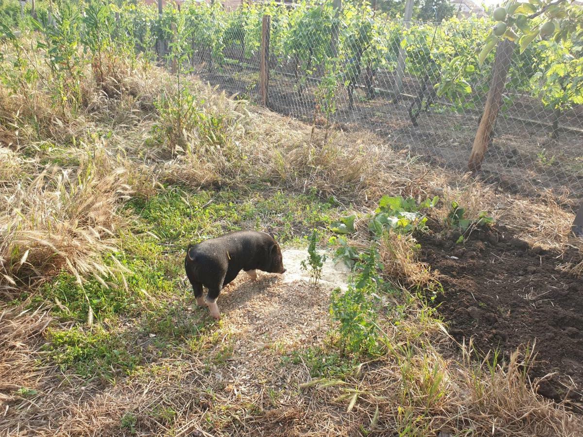 Penzion Jako Vino ブルハリ エクステリア 写真